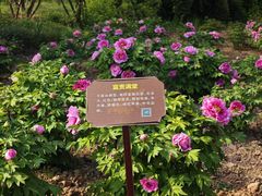 -曹州牡丹园