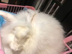 -猫色咖啡·猫咖