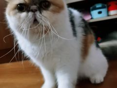-圣宠动物医院·犬猫专科·影像中心·外科中心