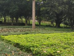 -紫马岭公园