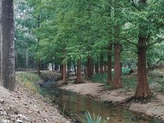 -白水寺森林公园