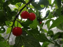 -樱桃山旅游景区