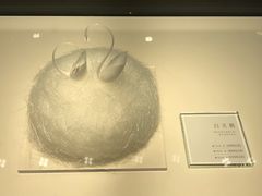 -BLACKSWAN黑天鹅(环球店)