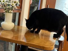 -有猫主题·治愈系猫咖(曾厝垵店)