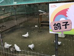 -前小桔亲子创意农场·草莓采摘·露营烧烤