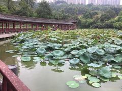 -龙头寺公园