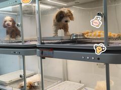 -翊宠yipet猫狗购宠庄园犬舍•猫舍