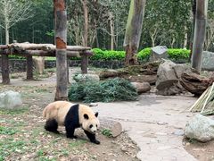 -都江堰中华大熊猫苑