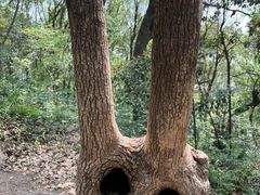 -上海佘山国家森林公园天马山园