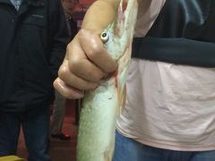 -煲来饱去冷水鱼