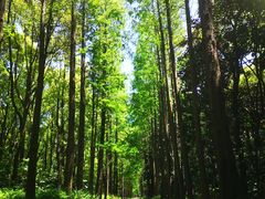 -上海滨江森林公园
