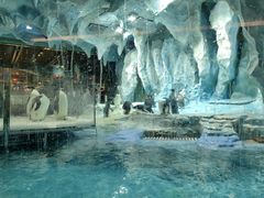 -帝企鹅自助餐厅•儿童岛•真企鹅(长隆企鹅酒店)