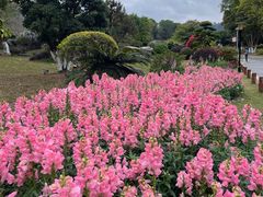 -东莞植物园