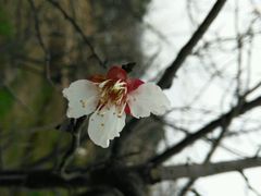 android_upload_pic-香雪海