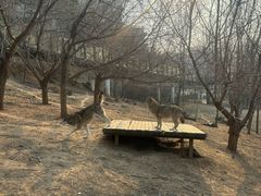 -大连森林动物园