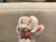 -啵啵喵·猫咖(攀华国际店)