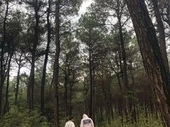 -铁山坪森林公园