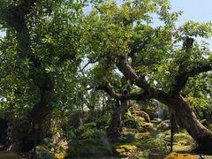 -Chom Cafe and Restaurant