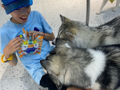 -Husky Go!哈士奇体验馆·宠物咖啡厅狗咖