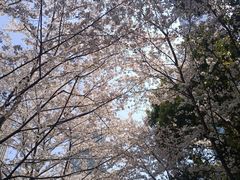 -陆家嘴中心绿地