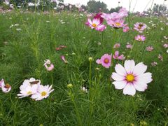 -杭州湾海上花田景区