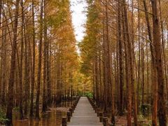 -桤木河湿地公园