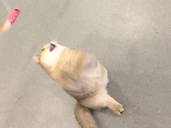 -飞行喵MR PILOT|猫舍·猫咖(静安大融城店)