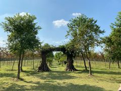 -上海海湾国家森林公园