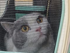 -瑞鹏宠物医院·夜间急症·心超·猫科(祖庙分店)