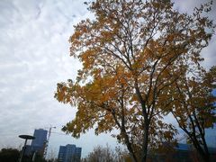 -映月湖中央公园
