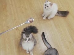 -有喵·猫咖·狗咖·30几只猫10只小狗(岗厦店)
