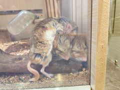 -more than meow吴止猫主题餐厅(承德 中船汇店)