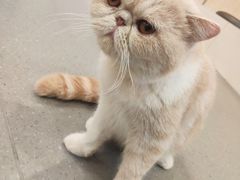 -飞行喵MR PILOT|猫舍·猫咖(静安大融城店)