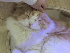 -喵园·猫主题咖啡厅·撸猫·猫咖(国贸店)