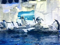 -华夏文旅海洋公园