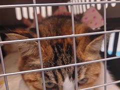 -纳吉亚猫专科动物诊疗中心(蒋宅口分院)