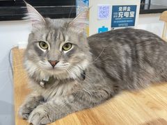 -楼上猫咖(罗湖店)