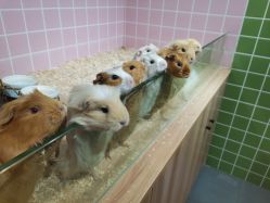 -Moni星球萌宠·小马宝莉·灵蛇·高端高阶全萌宠互动体验俱乐部(红豆国际广场店)
