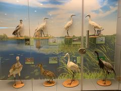 -下渚湖国家湿地公园科普馆