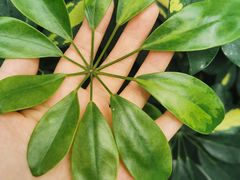 -北京植物园-展览温室