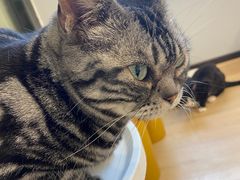 -有喵·猫咖·狗咖·30几只猫10只小狗(岗厦店)