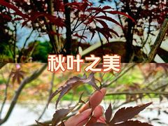 -广州市帽峰山景区