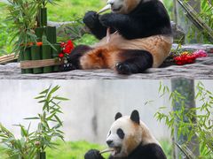 -卧龙中华大熊猫苑神树坪基地