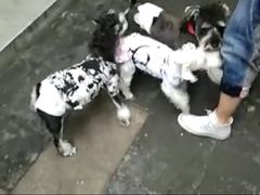 -百好乐宠物友好餐厅(朝外大街店)