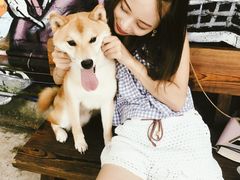 -柴犬高等学院·狗咖·柴犬售卖·宠物训练