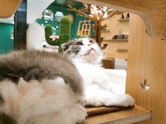 -飞行喵MR PILOT|猫舍·猫咖(静安大融城店)