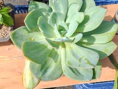 -香炉礁家具市场