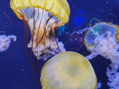 -珠海长隆海洋王国