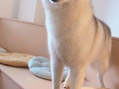 -Husky Go! 哈士奇体验馆·宠物咖啡厅狗咖