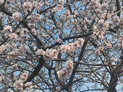 -桃花堤公园